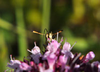 Small photograph of an Essex Skipper
Click on the image to enlarge