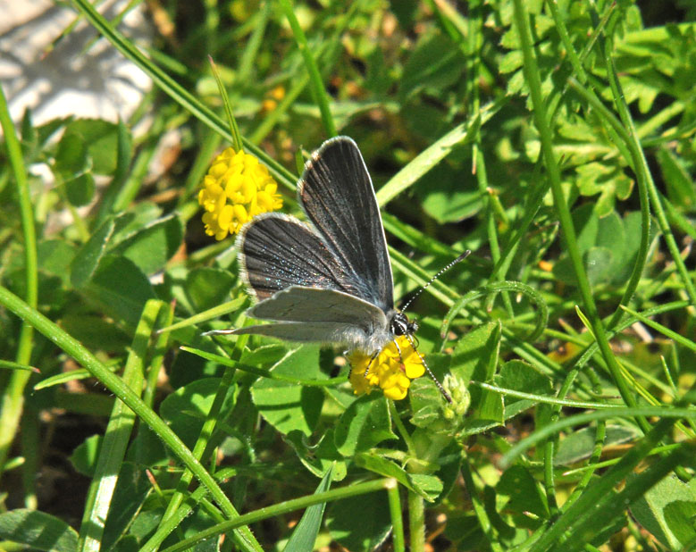 Photograph of a Small Blue
Click on the image for the next photo