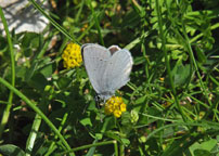 Small photograph of a Small Blue
Click on the image to enlarge