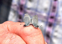 Small photograph of a Small Blue
Click on the image to enlarge