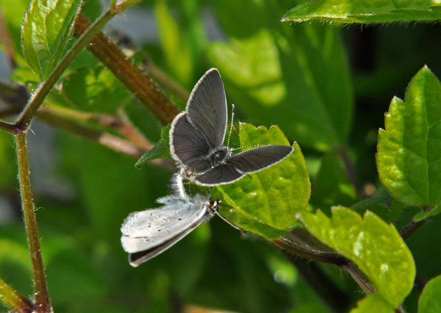 Photograph of a Small Blue
Click on the image for the next photo