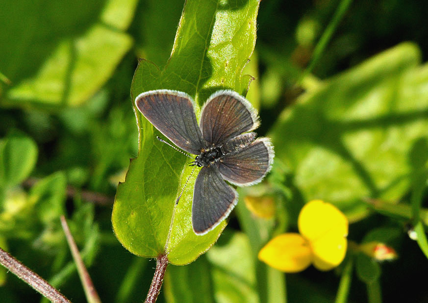 Photograph of a Small Blue
Click on the image for the next photo