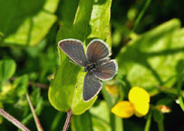 Small photograph of a Small Blue
Click on the image to enlarge