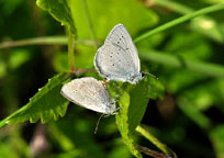 Small photograph of a Small Blue
Click on the image to enlarge