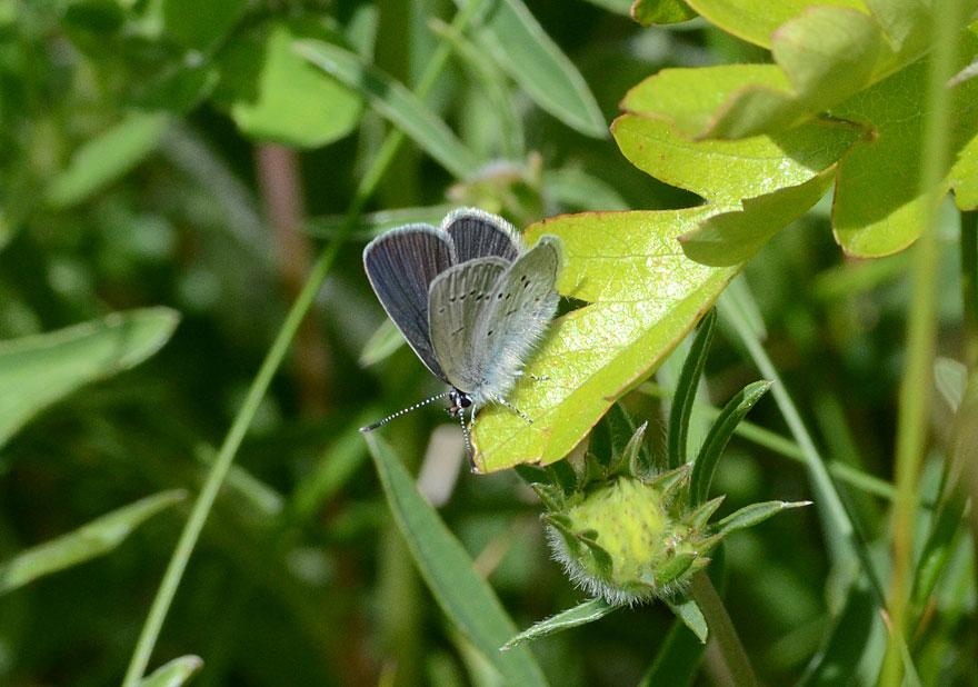 Small Blue
Click for next species
