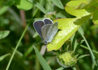 Small Blue
Click on image to enlarge