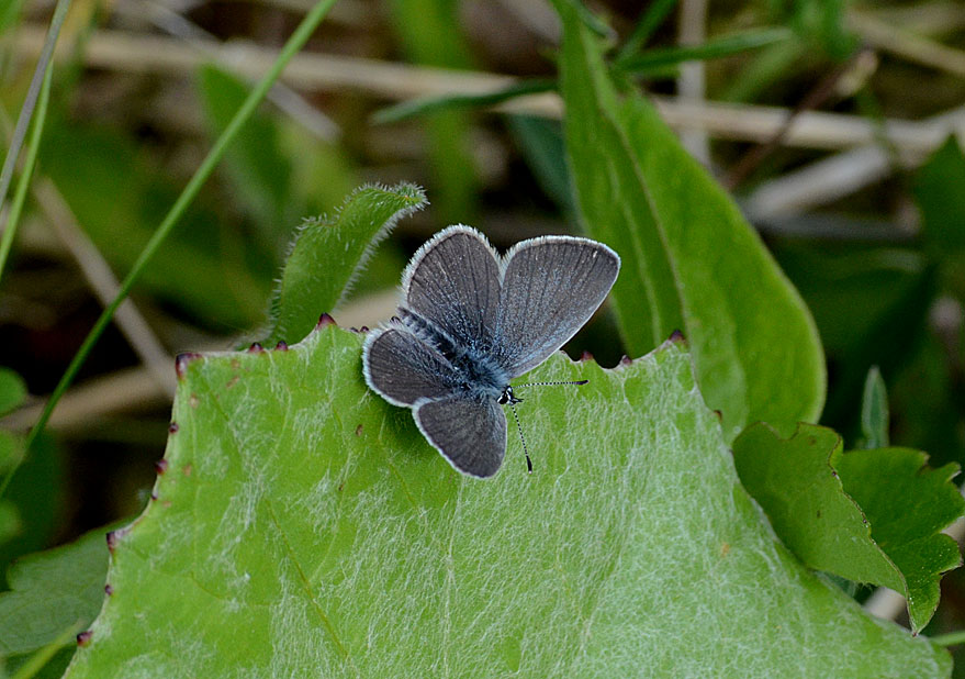 Small Blue
Click for next species