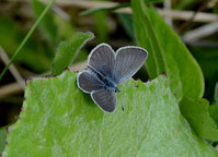 Small Blue
Click on image to enlarge