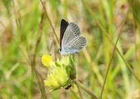 Small Blue
Click on image to enlarge