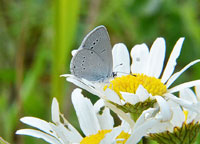 Small Blue
Click on image to enlarge