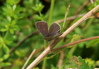 Small Blue
Click on image to enlarge