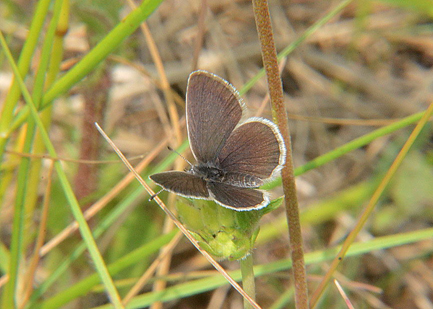 Small Blue
Click for next species