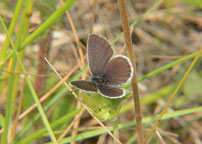 Small Blue
Click on image to enlarge
