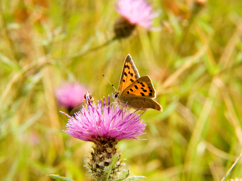 Photograph of a Small Copper
Click on the image for the next photo