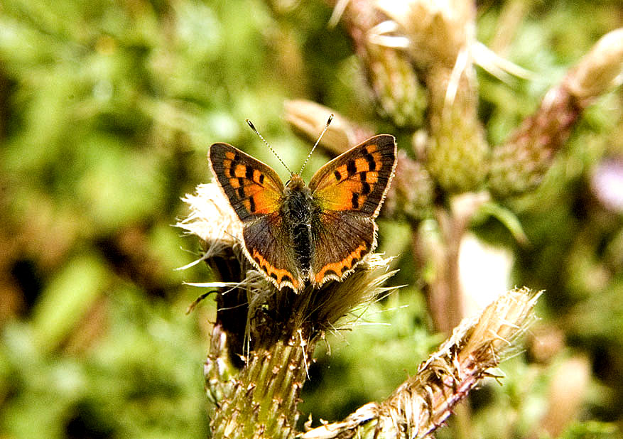 Photograph of a Small Copper
Click on the image for the next photo