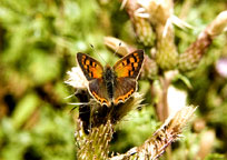 Small photograph of a Small Copper
Click on the image to enlarge