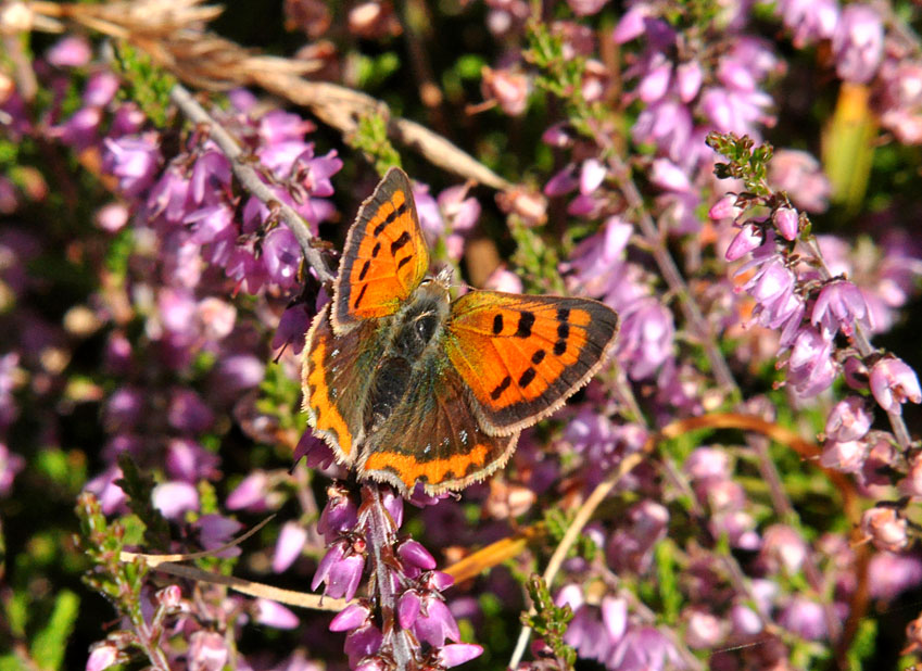 Photograph of a Small Copper
Click on the image for the next photo