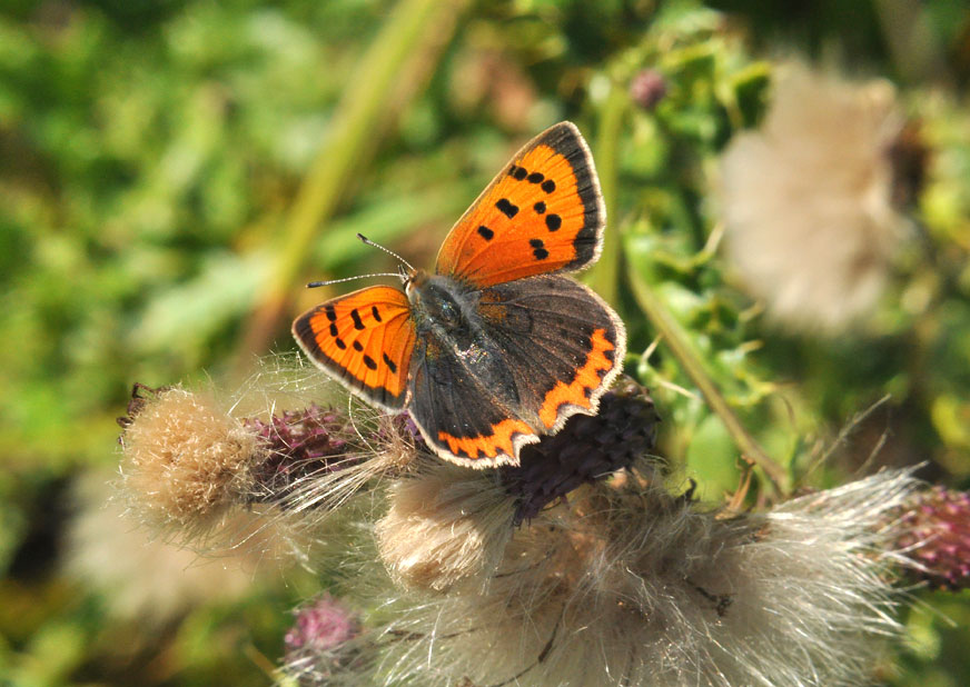 Photograph of a Small Copper
Click on the image for the next photo