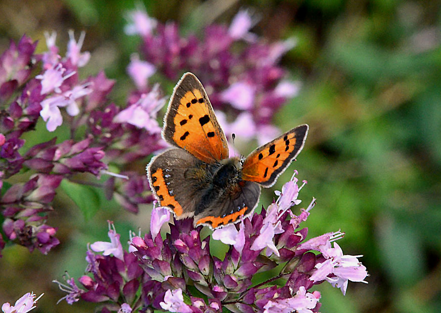 Photograph of a Small Copper
Click on the image for the next photo