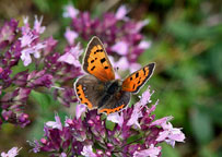 Small photograph of a Small Copper
Click to enlarge