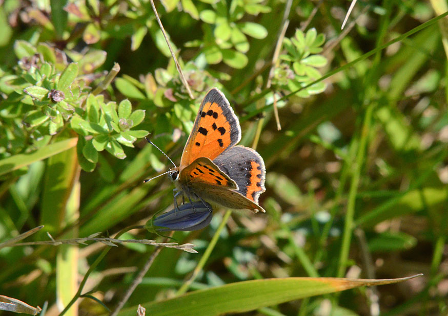 Photograph of a Small Copper
Click on the image for the next species