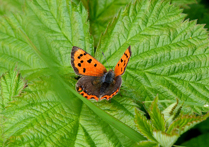 Small Copper
Click for next photo