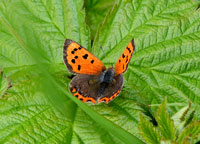 Small Copper
Click on image to enlarge