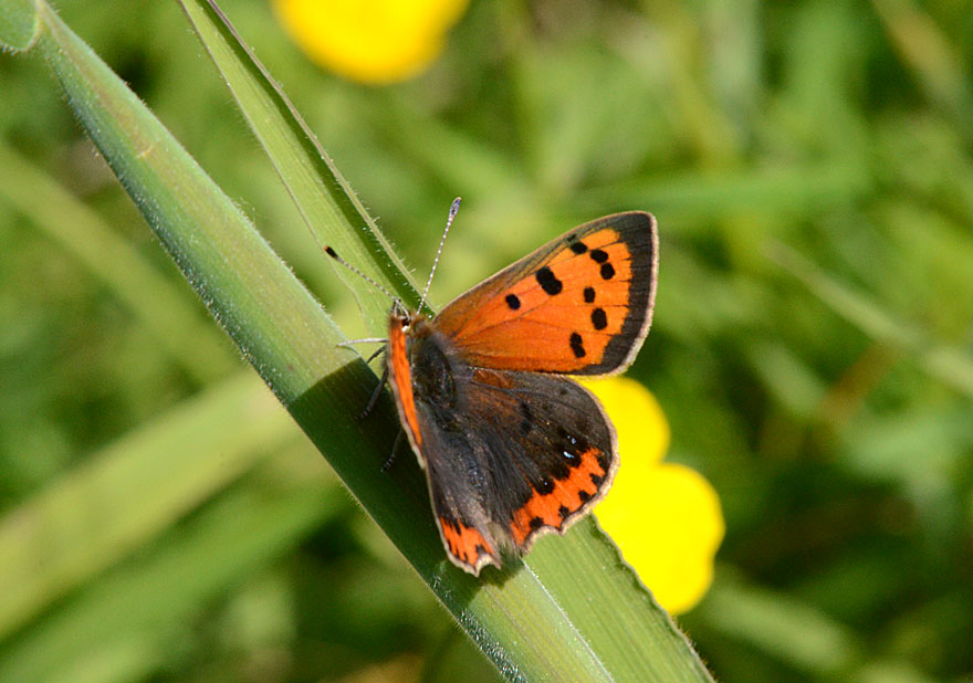 Small Copper
Click for next photo