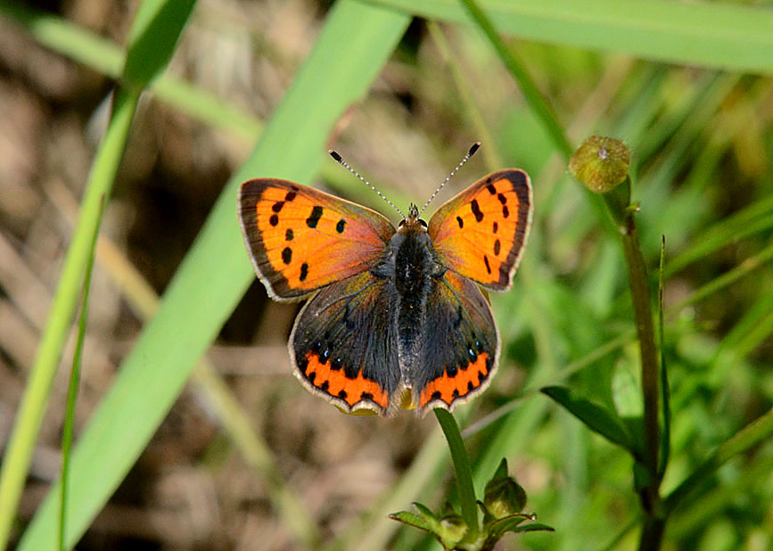 Small Copper
Click for next photo