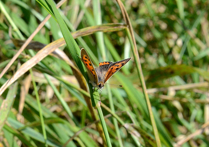 Small Copper
Click for next species