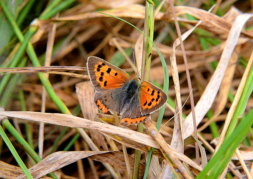 Small Copper
Click for next species