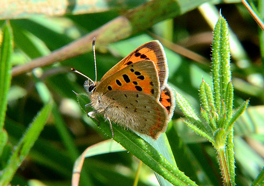 Small Copper
Click for next photo