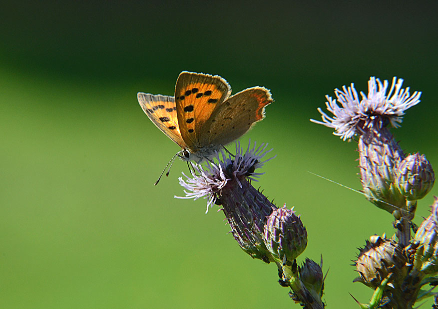 Small Copper
Click for next photo