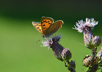 Small Copper
Click on image to enlarge