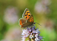 Small photograph of a Small Copper
Click on the image to enlarge