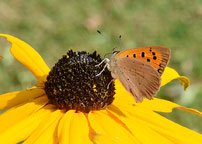 Small photograph of a Small Copper
Click on the image to enlarge