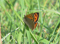 Small Copper
Click on image to enlarge