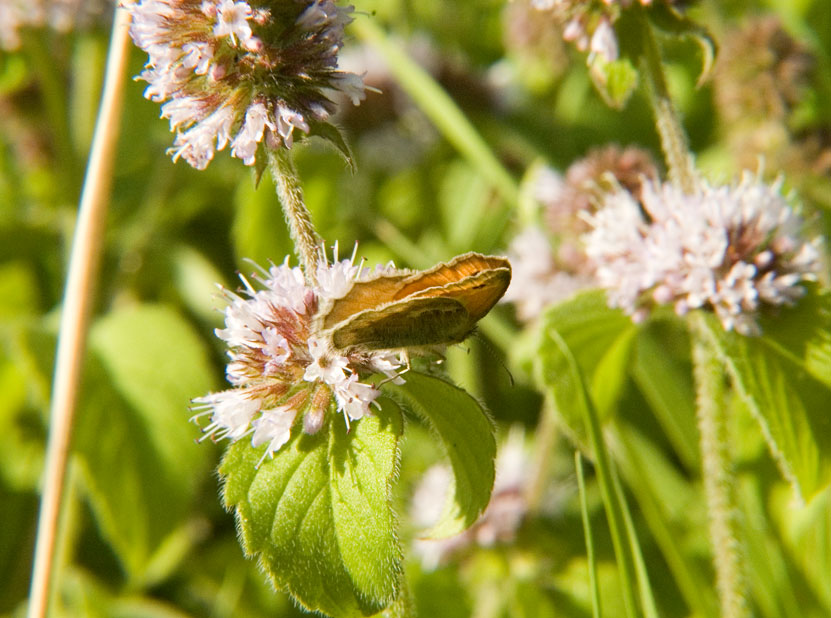 Photograph of a Small Heath
Click the image for next photo