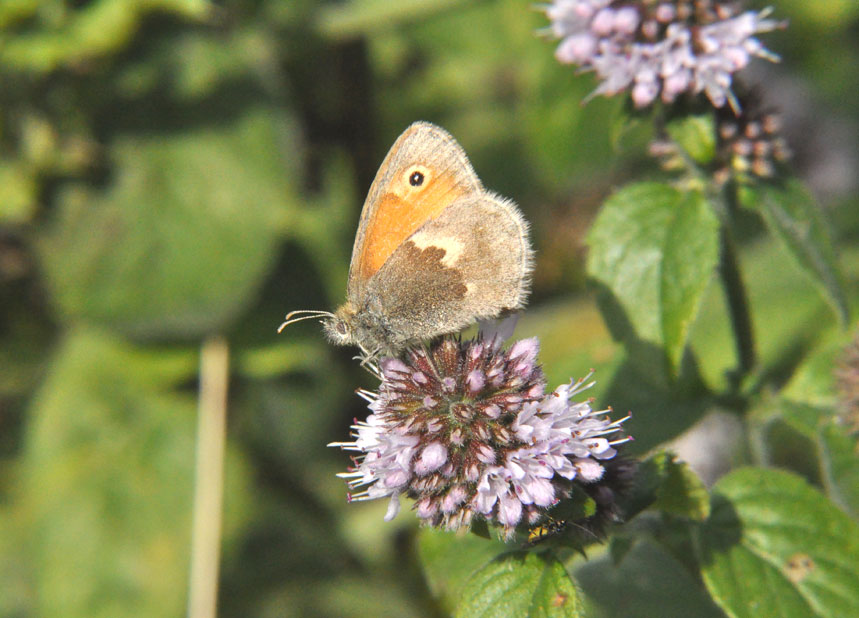 Photograph of a Small Heath
Click the image for the main gallery
