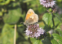 Small photograph of a Small Heath
Click on the image to enlarge