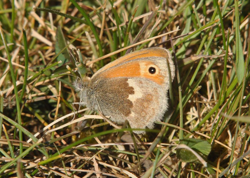Photograph of a Small Heath
Click the image for next photo