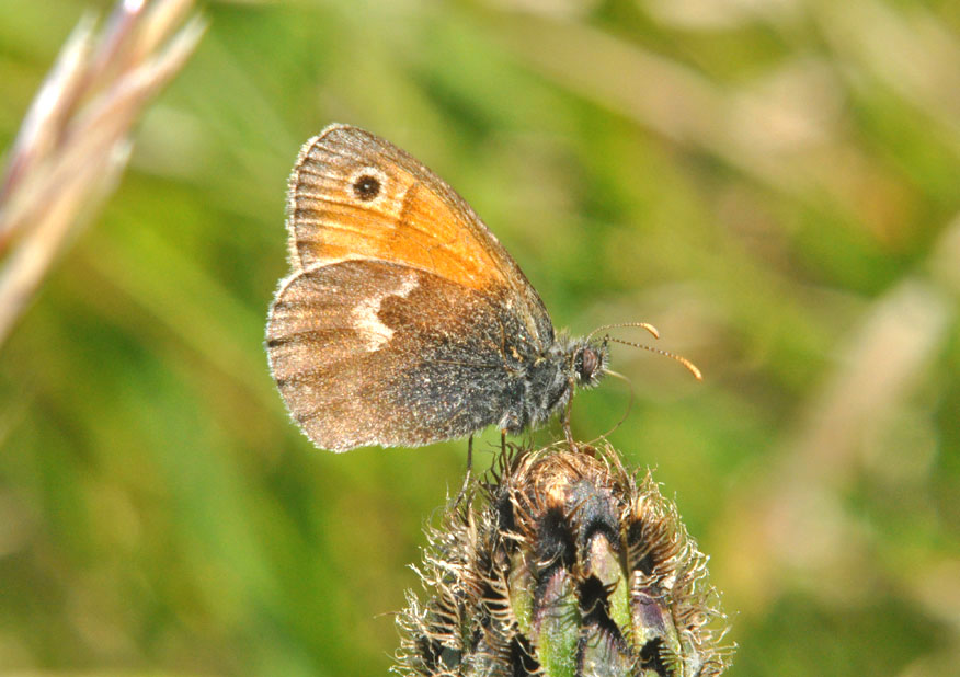 Photograph of a Small Heath
Click the image for next photo