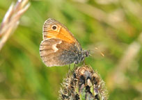 Small photograph of a Small heath
Click on the image to enlarge