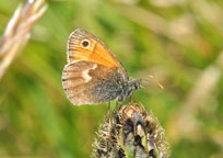 Small photograph of a Small Heath
Click on the image to enlarge