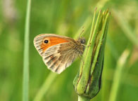 Small image of a Small Heath
Click to enlarge