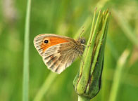 Small photograph of a Small Heath
Click on the image to enlarge