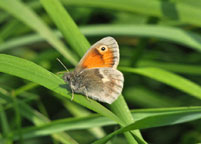 Small photograph of a Small Heath
Click on the image to enlarge