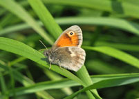 Small Heath
Click on image to enlarge