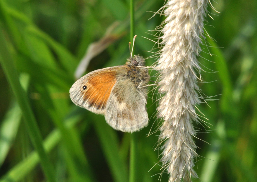 Photograph of a Small Heath
Click the image for next photo