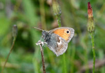 Small photograph of a Small Heath
Click on the image to enlarge